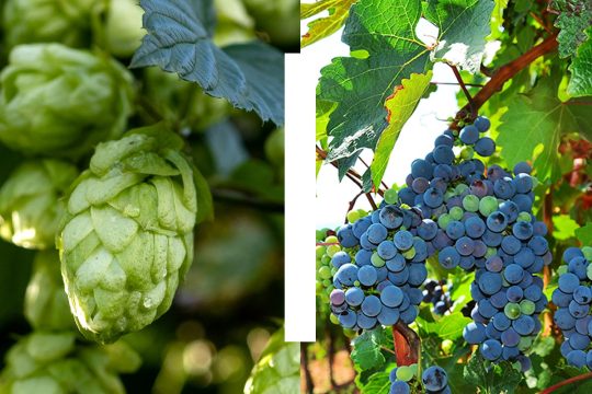 investitii hamei si struguri