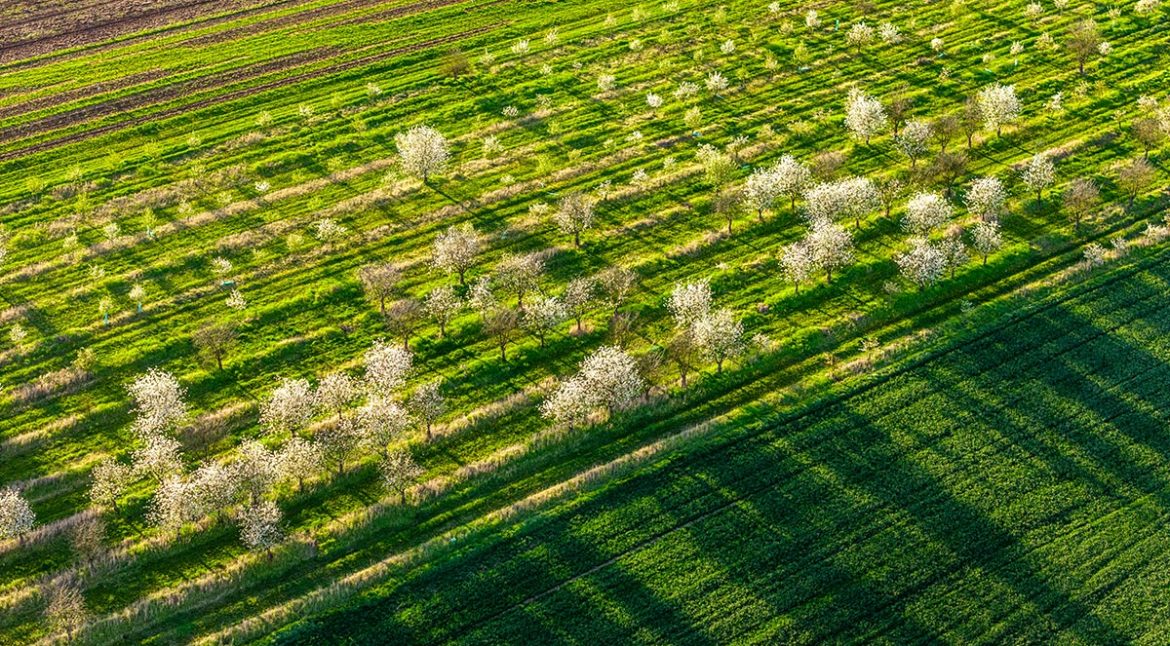 perdele naturale de protecție a culturilor