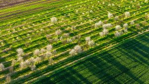 perdele naturale de protecție a culturilor