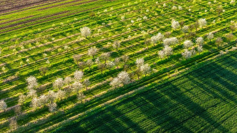 perdele naturale de protecție a culturilor